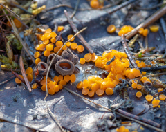 Byssonectria terrestris