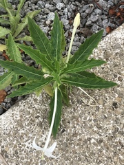 Hippobroma longiflora