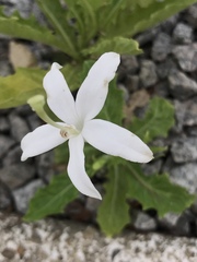 Hippobroma longiflora
