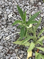 Hippobroma longiflora