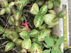 Episcia