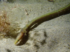 Big-Eyed Worm Eel photo 3