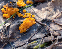 Byssonectria terrestris