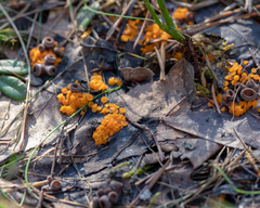 Byssonectria terrestris