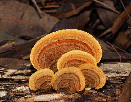 Stereum versicolor