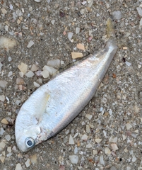 Longfin Shad photo 2