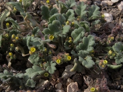 Phacelia monoensis