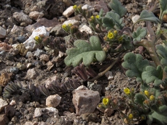 Phacelia monoensis