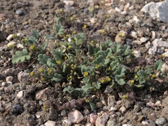 Phacelia monoensis
