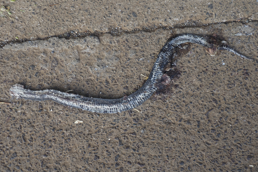 Frog-eating Rat Snake from Gangjeong-dong, Seogwipo-si, Jeju-do, 南韓 on ...