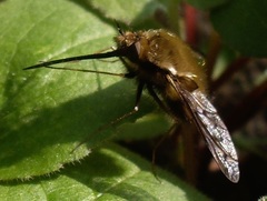 Bombylius discolor