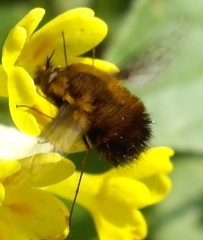 Bombylius discolor