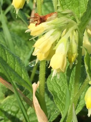 Symphytum bulbosum