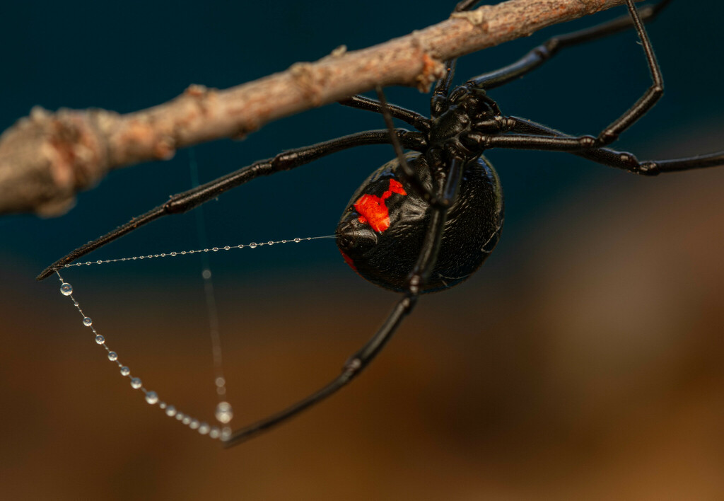 Widow Spiders