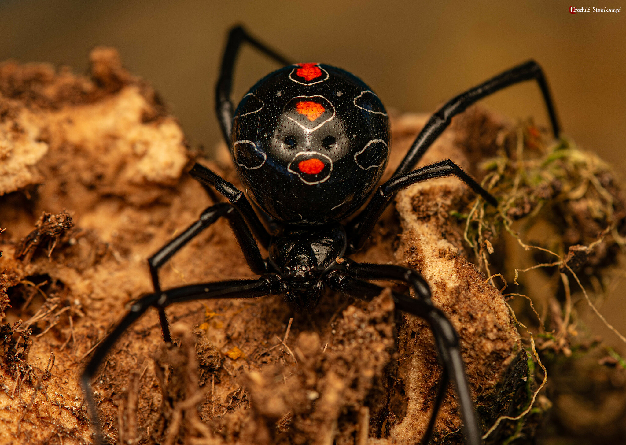 Phinda Button Spider (Latrodectus umbukwane) · iNaturalist