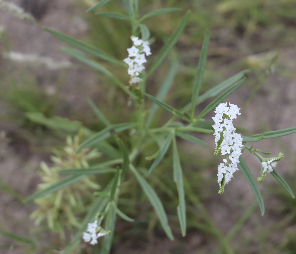 Heliotropium longiflorum
