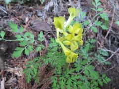 Corydalis pallida tenuis
