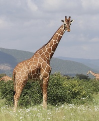 Reticulated Giraffe photo 2