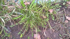 Taraxacum officinale