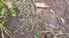 Taraxacum officinale