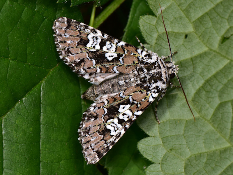 Lamprosticta culta