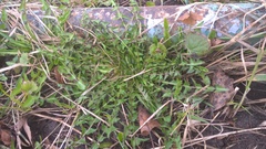 Taraxacum officinale