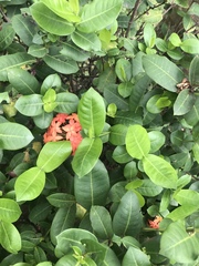 Ixora coccinea