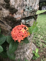 Ixora coccinea