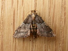 Persicoptera compsopa