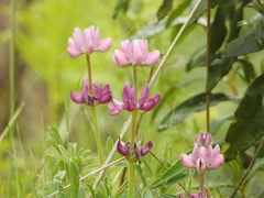 Lupinus hispanicus