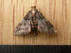 Persicoptera compsopa