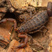 Eastern Pygmy-Thicktail Scorpion - Photo (c) Rudolph Steenkamp, some rights reserved (CC BY-NC), uploaded by Rudolph Steenkamp