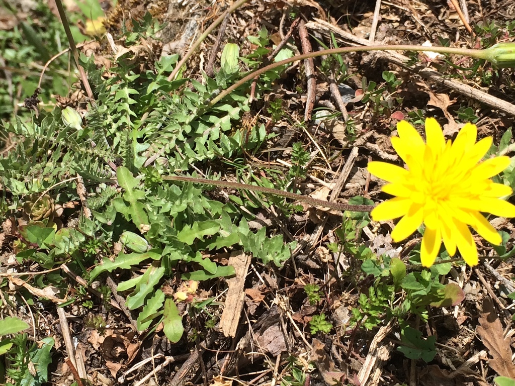 Perennial Hyoseris