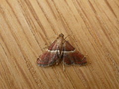 Persicoptera compsopa