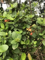 Ixora coccinea
