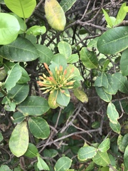 Ixora coccinea