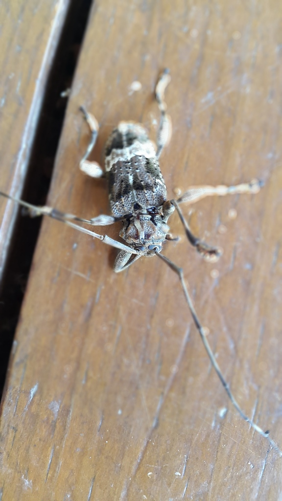 Lagocheirus foveolatus