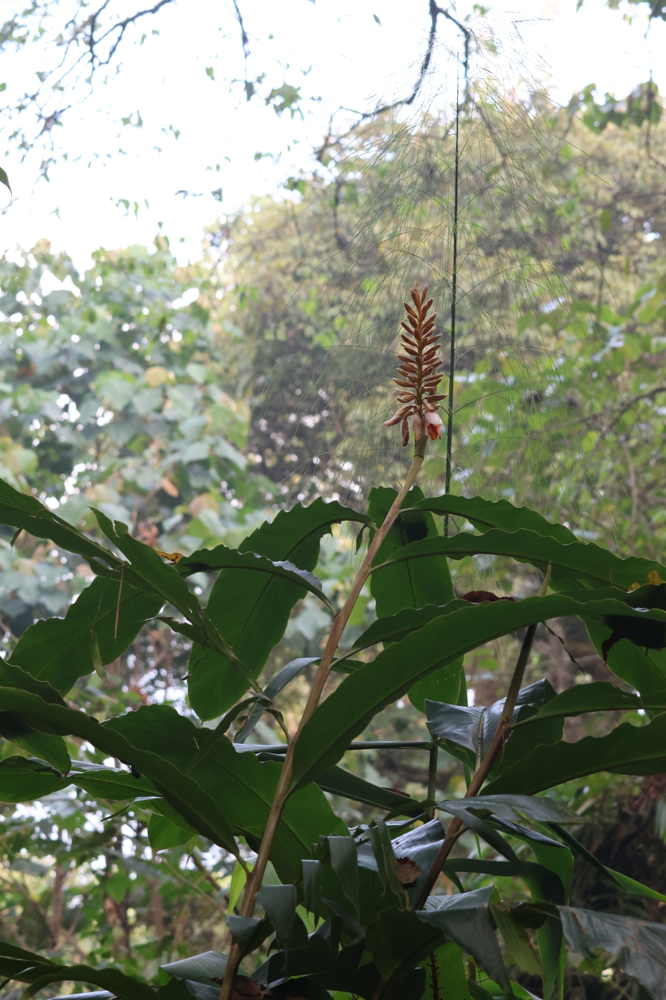 Alpinia roxburghii Sweet