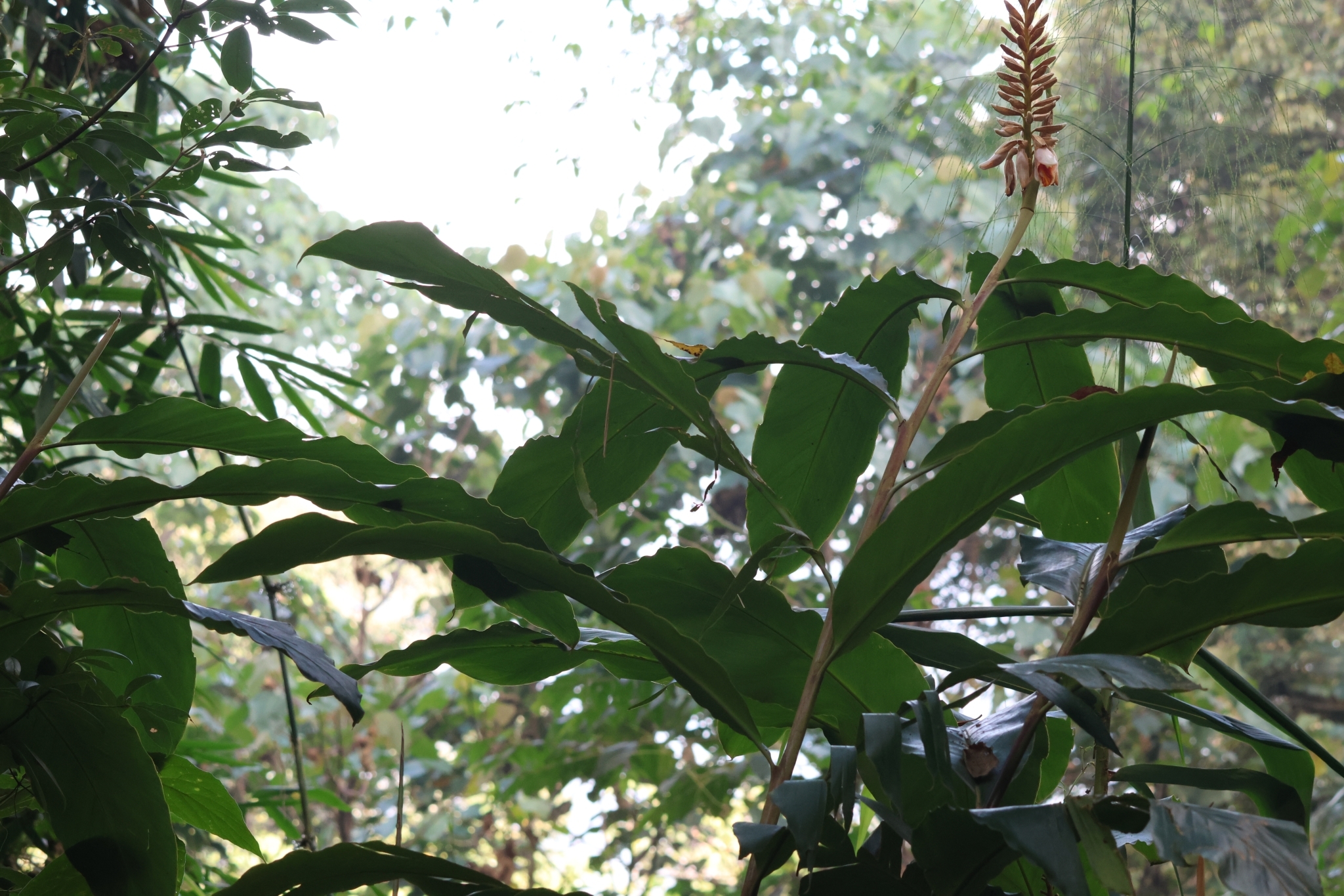 Alpinia roxburghii Sweet 2