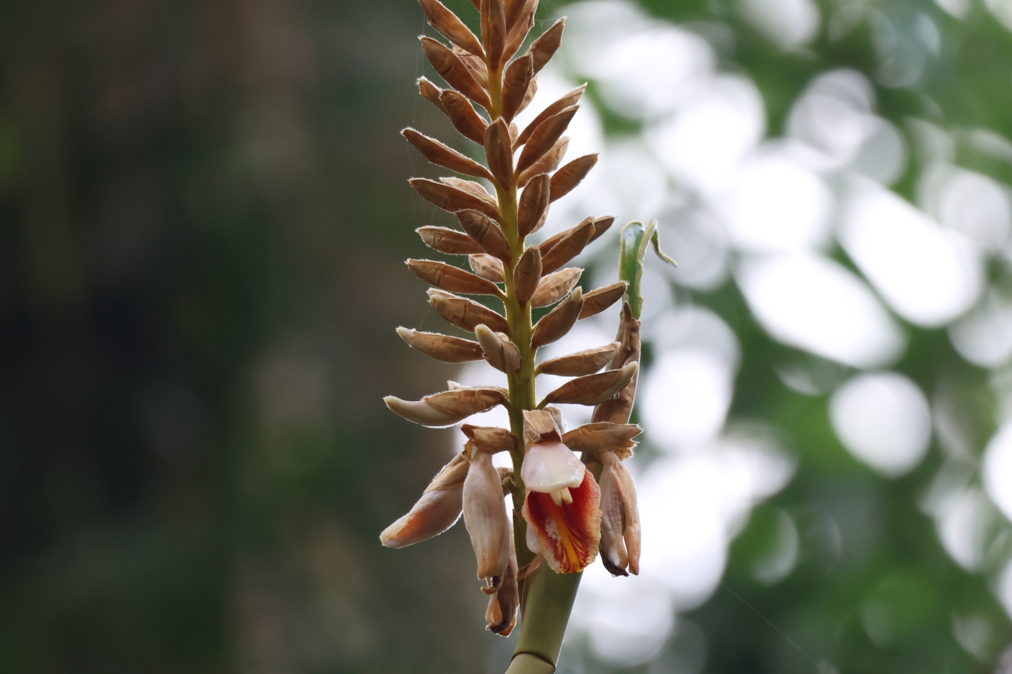 Alpinia roxburghii Sweet 3