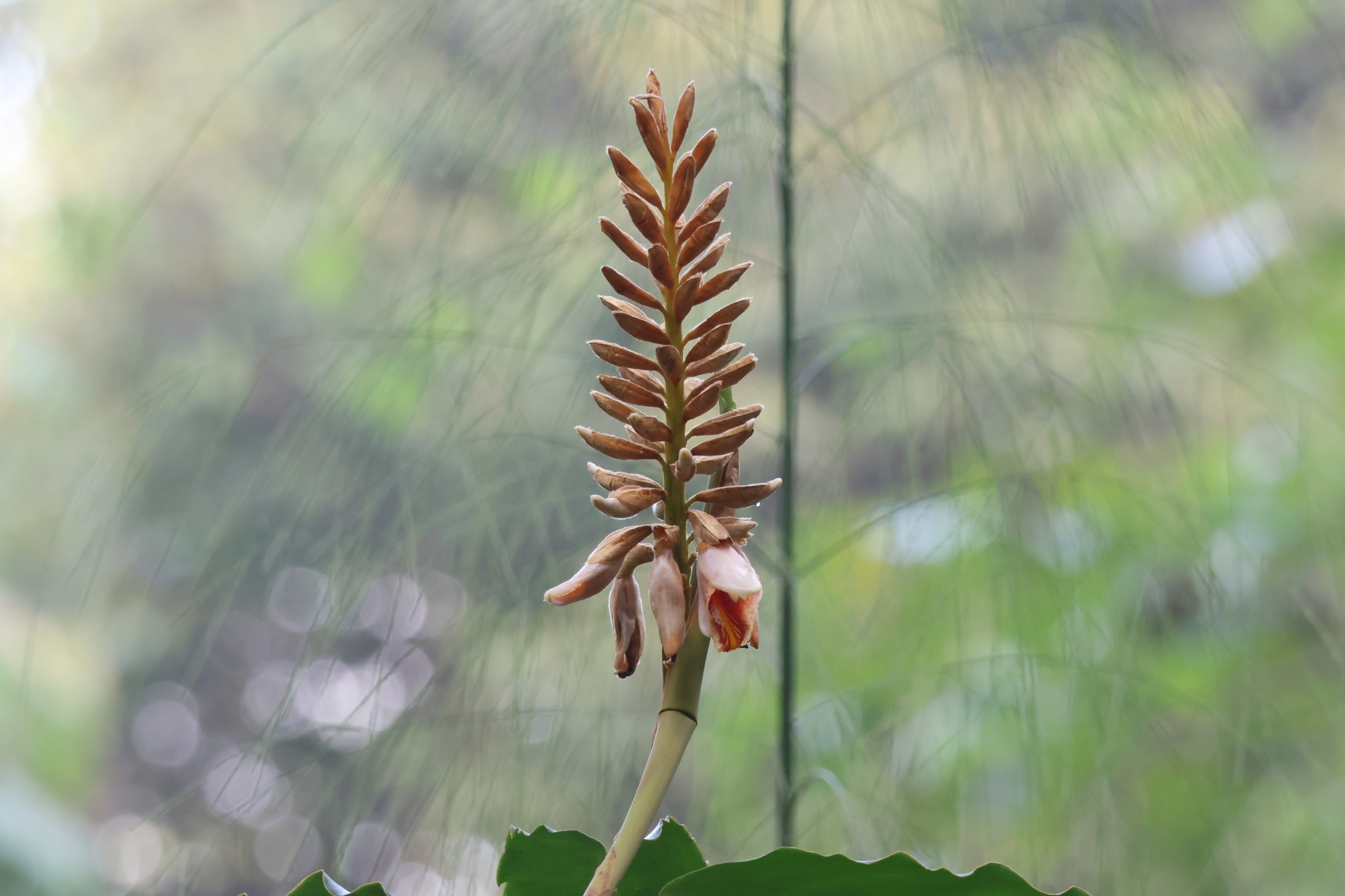 Alpinia roxburghii Sweet 4