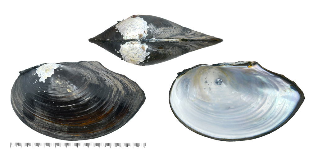 Sinanodonta schrenkii