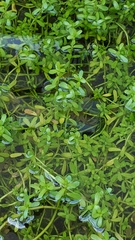 Mecardonia acuminata