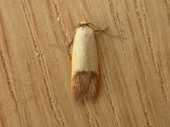 Tachystola stenoptera