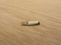 Tachystola stenoptera