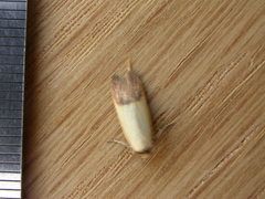 Tachystola stenoptera