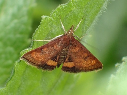 California Pyrausta Moth photo 4