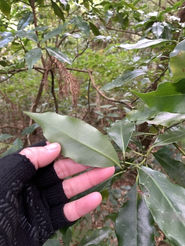 Image of Illicium anisatum by (c) 呂一起(Lu i-chi), some rights reserved (CC BY)