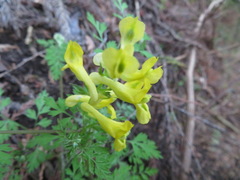 Corydalis pallida tenuis