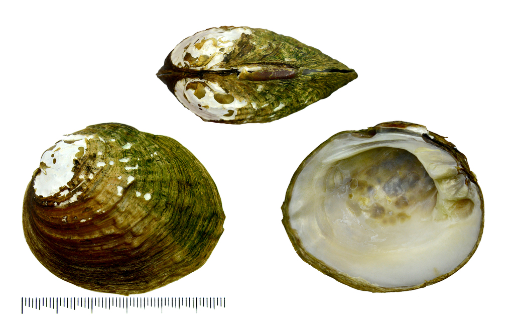 Aculamprotula coreana